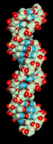 DNA Model