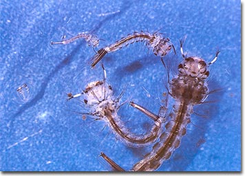 Mosquito larvae.