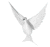 Dove hovering. (animated gif)