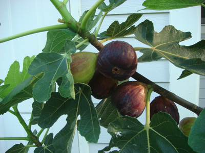Fig fruit.