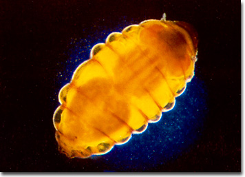 Holly Leaf Miner.